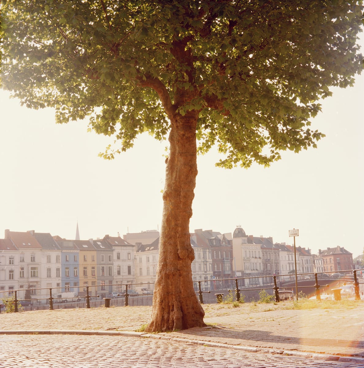 Tree Along the Leie, Ghent by Hugh Martin  Image: Limited editions available in three sizes