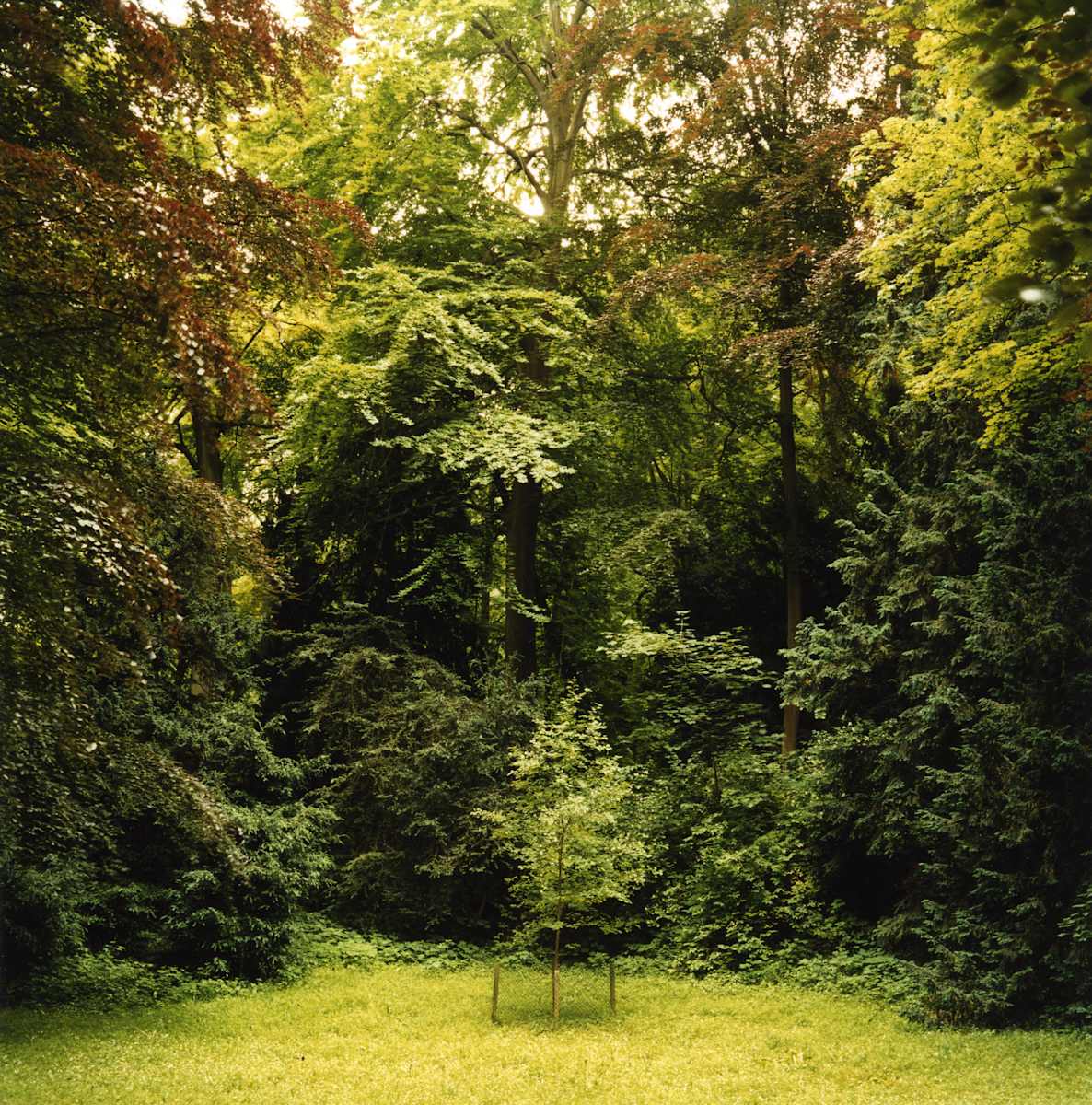 Young Tree, Parc de Saint-Cloud, Paris by Hugh Martin, Image 6.