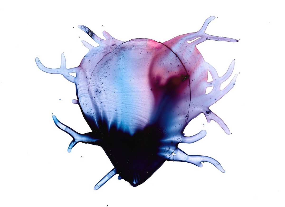 Tendril Heart by Caitlin G McCollom, Image 1.