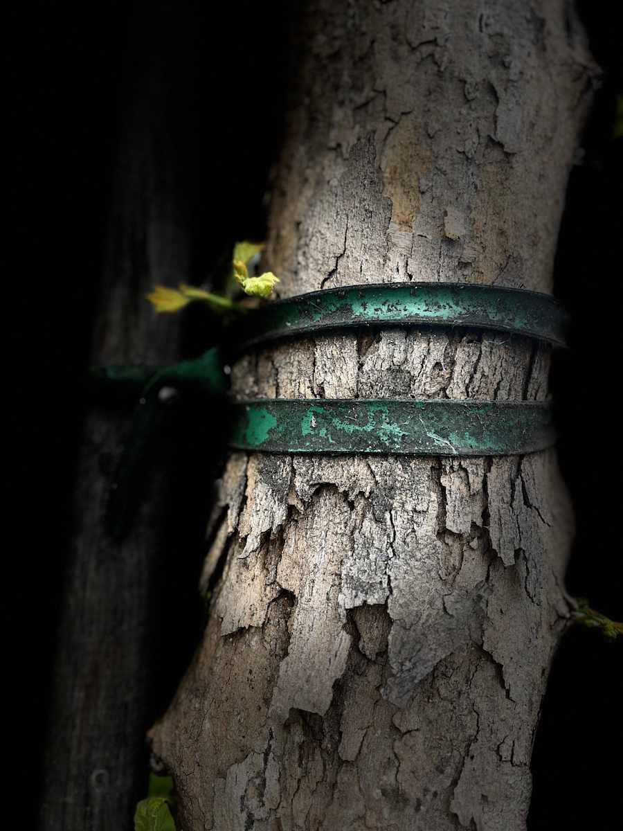 The Stakes We leave Behind on the Streets of Los Angeles by Lois Keller  Image: The stakes are high that urban trees survive.  A photography portrait series documenting the good intentions of urban tree plantings over time. 