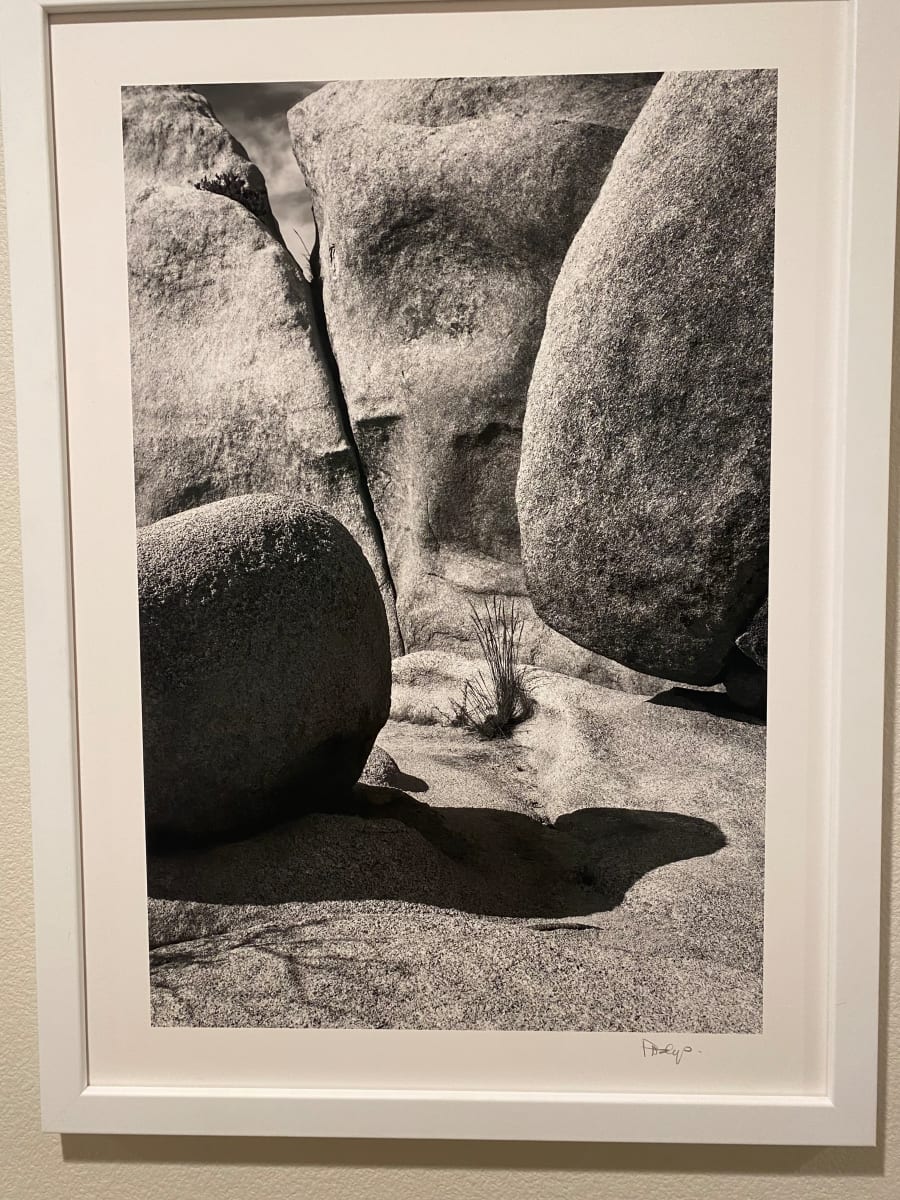 Joshua Tree #2. 0009 by Diane Padys 