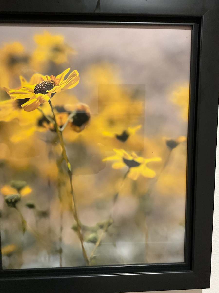 Spring Bloom in Joshua Tree by Jeff Tanner 