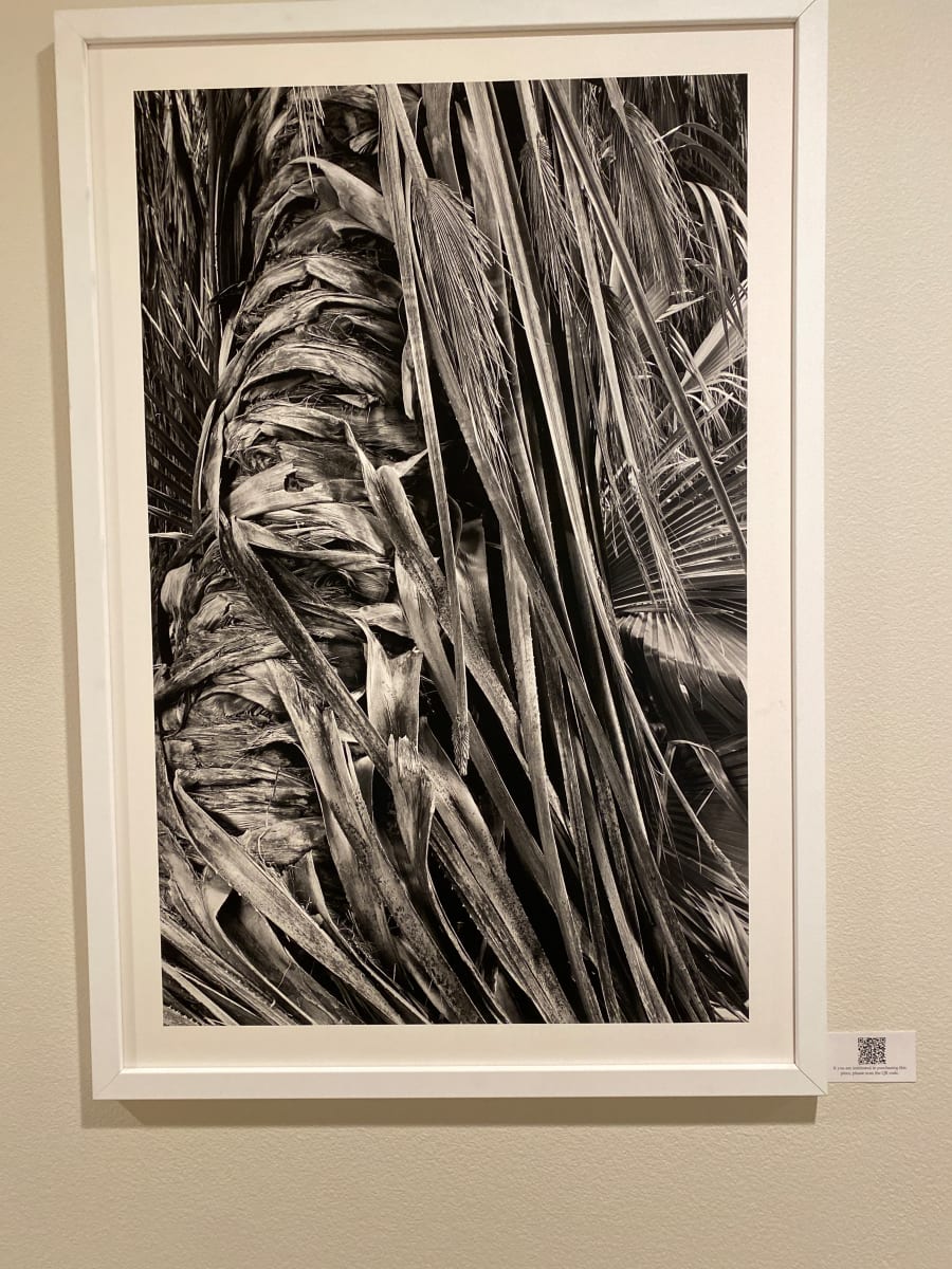 Palm Tree #1, 0003 by Diane Padys 