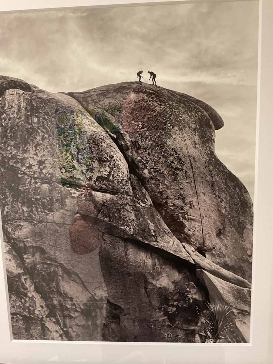 Joshua Tree (b/w) by Diane Padys, Image 1.