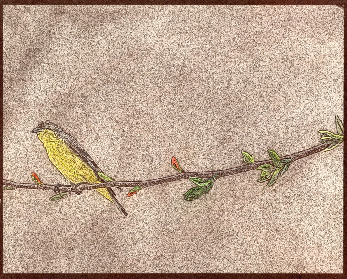 Lesser Goldfinch on Branch 1/15 by Ana Laura Gonzalez 