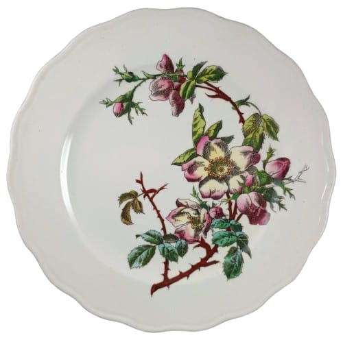Unnamed (Dog Rose) by Brown-Westhead, Moore & Co. 