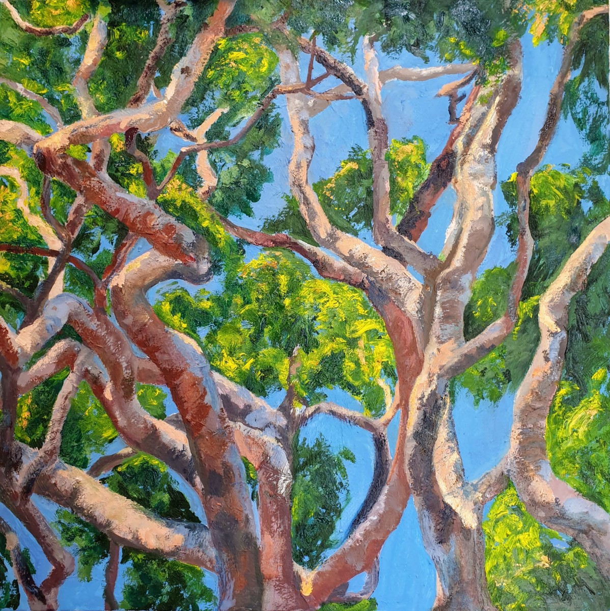 Angophora by Kit Hoisington 