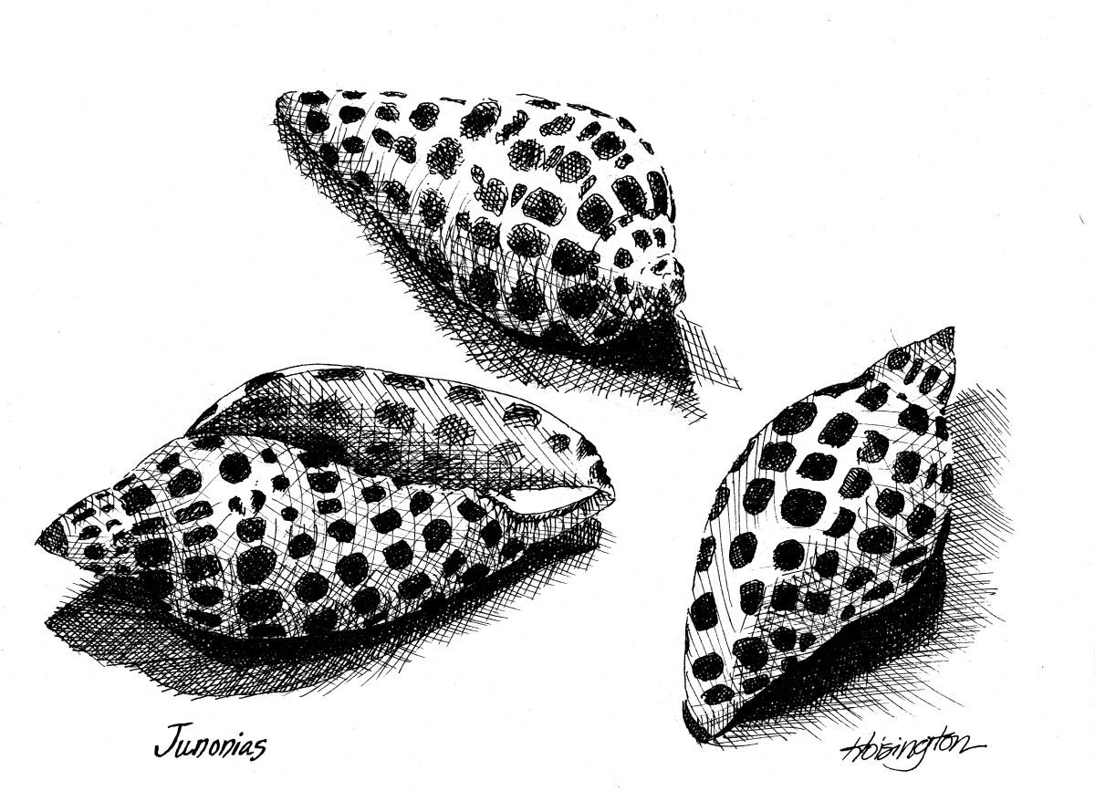 Junonias by Kit Hoisington 