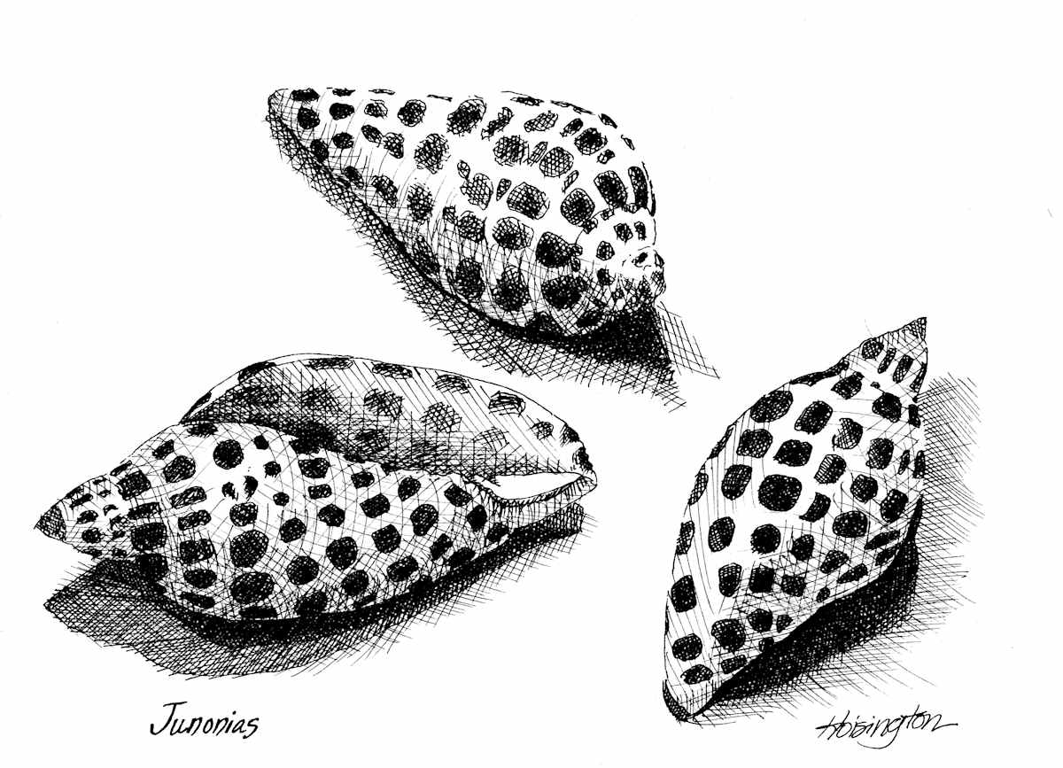 Junonias by Kit Hoisington, Image 1.