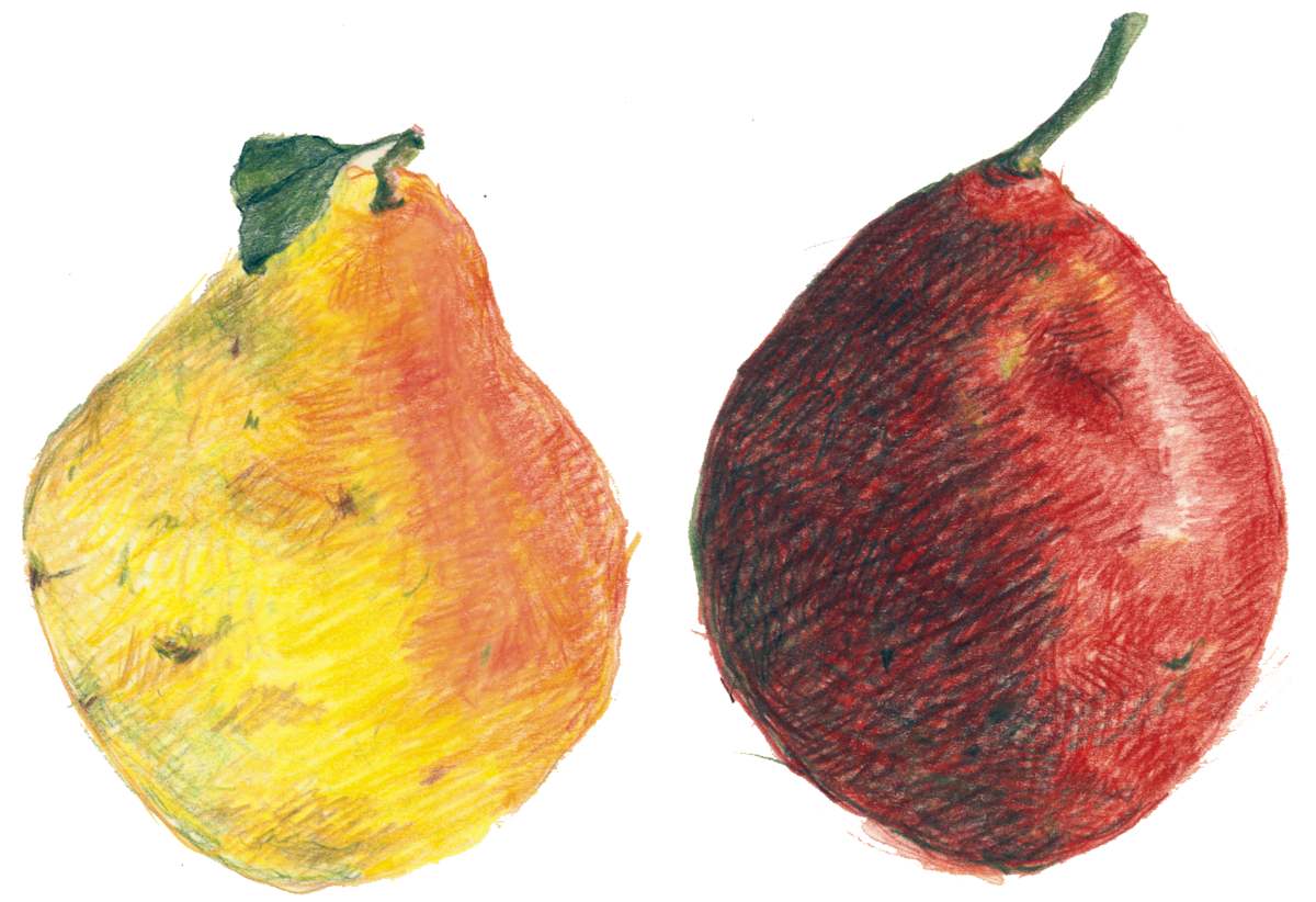 Ripe Pears by Kit Hoisington  Image: Coloured pencil drawing