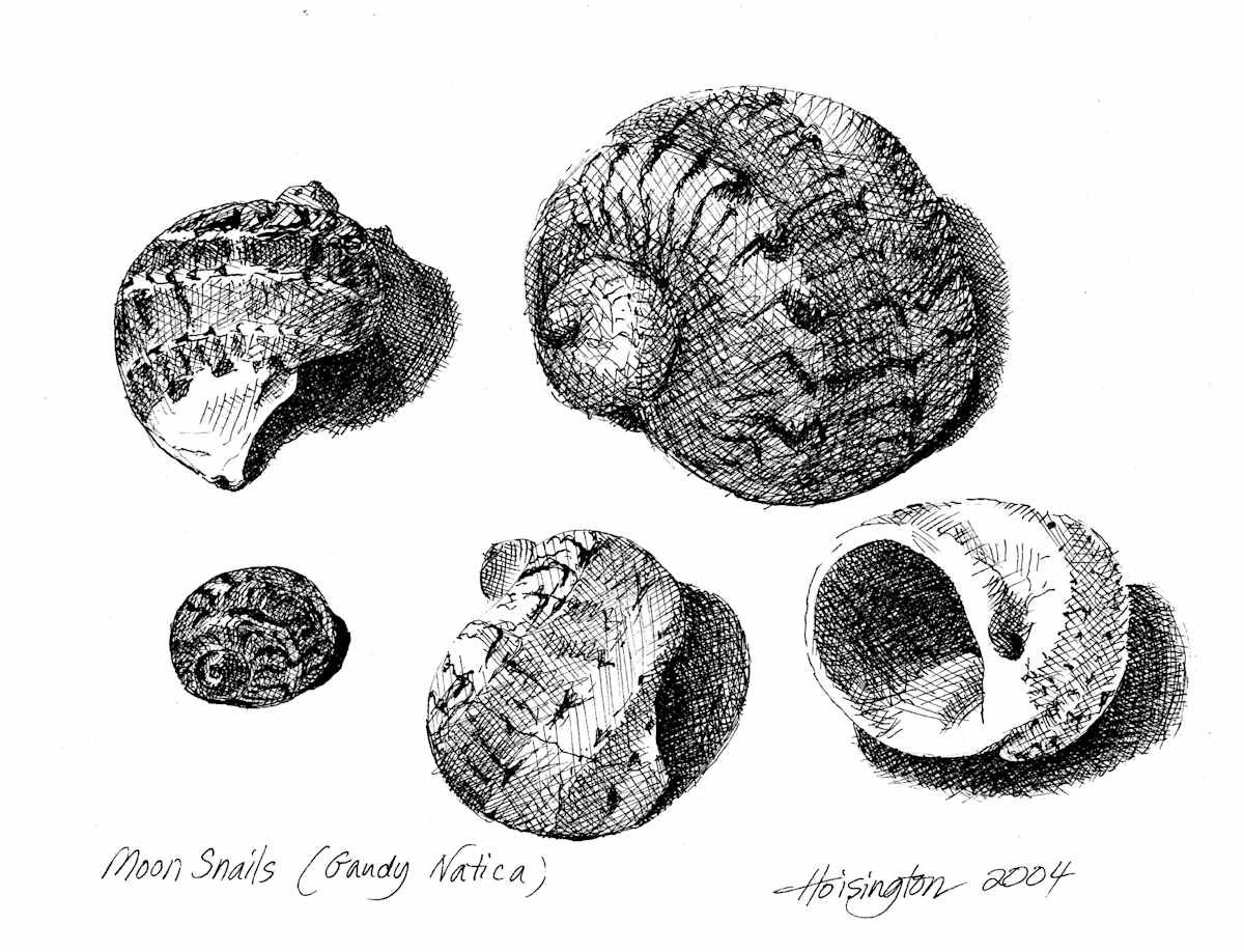 Moon Snails by Kit Hoisington 