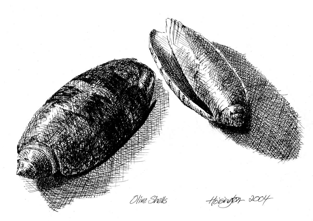 Olive Shell by Kit Hoisington 