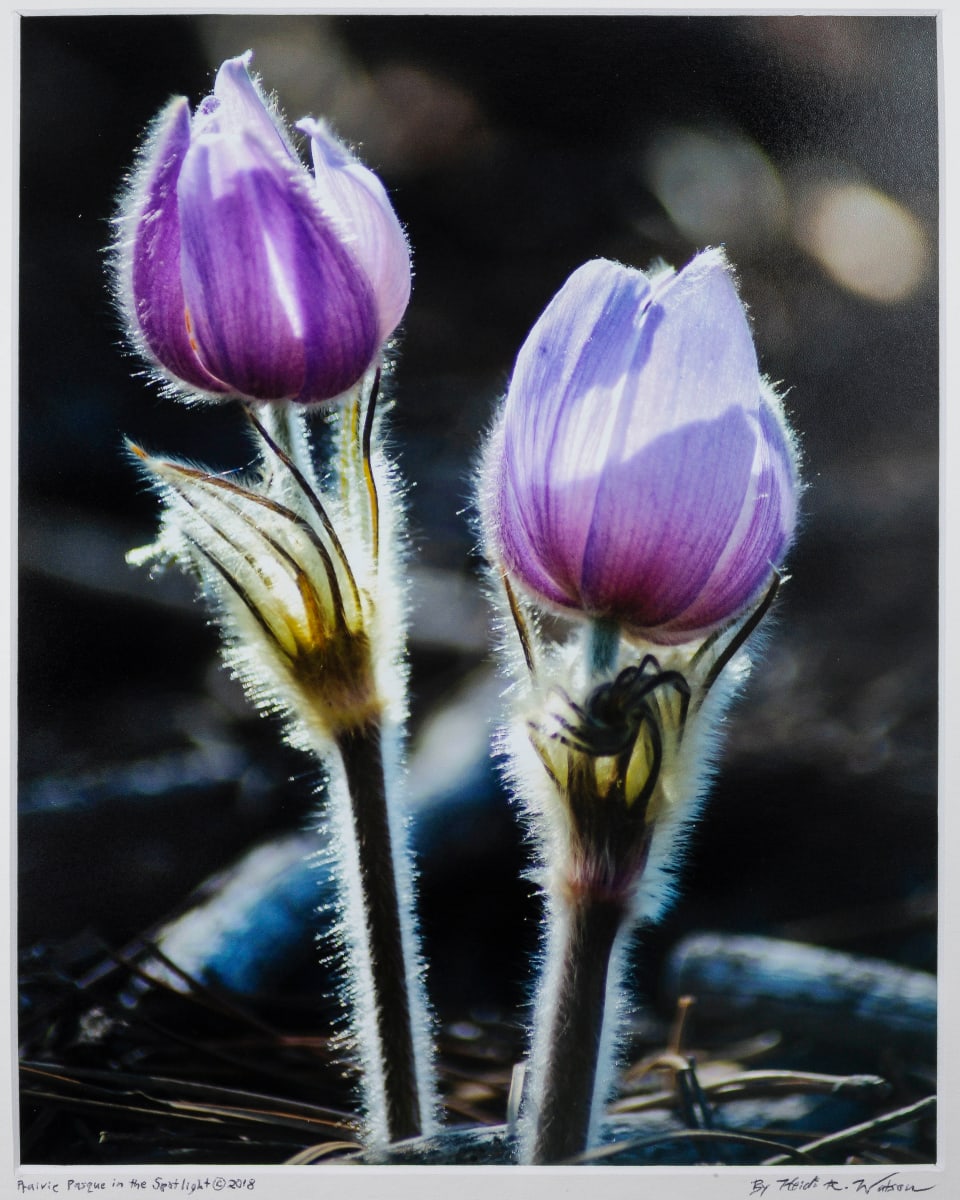 Prairie Pasque in the Spotlight by Heidi Watson 