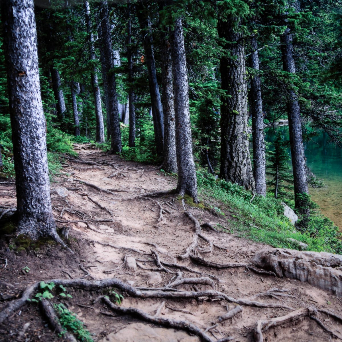 A Woodland Path by Heidi Watson 