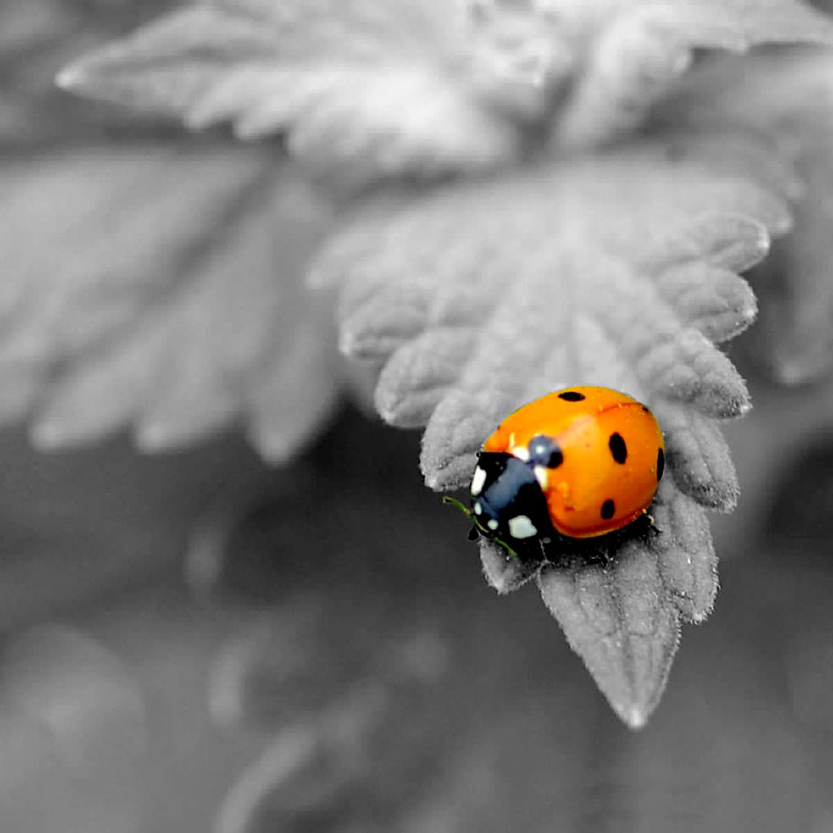 Fly Away Home by Bob Wilson 