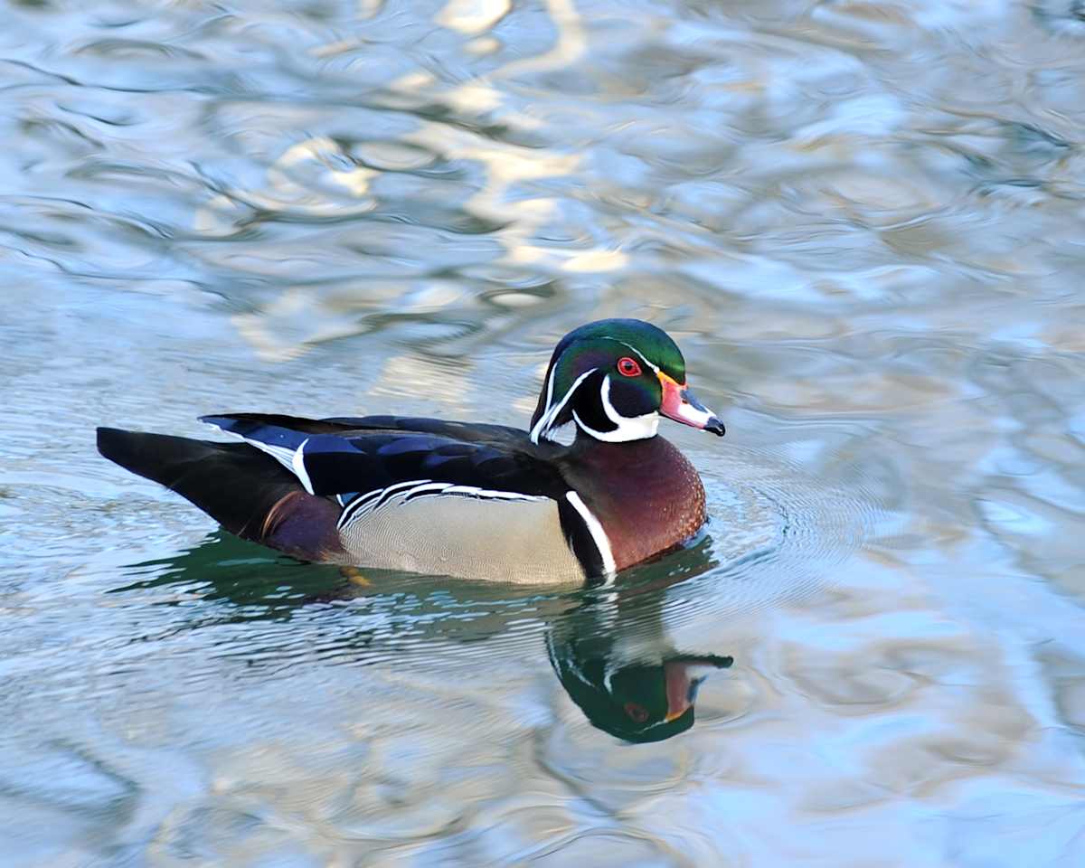 Wod Duck by Bob Wilson 