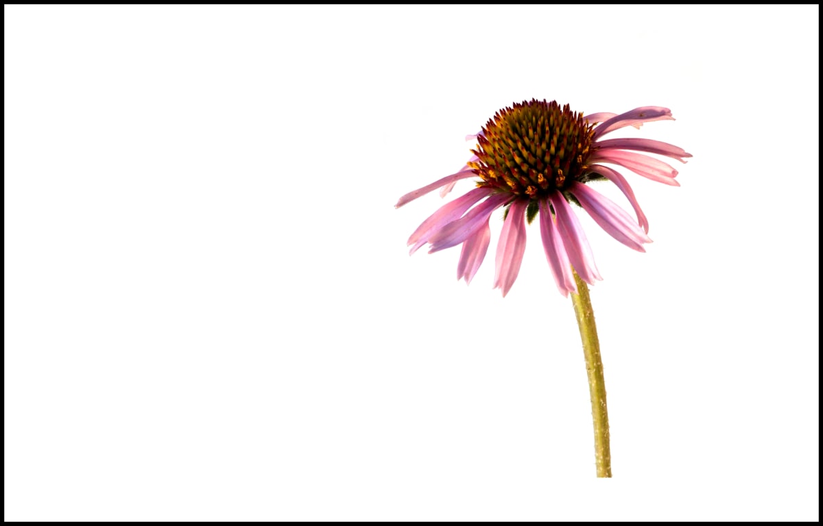 Echinacea by Amy Lehman 