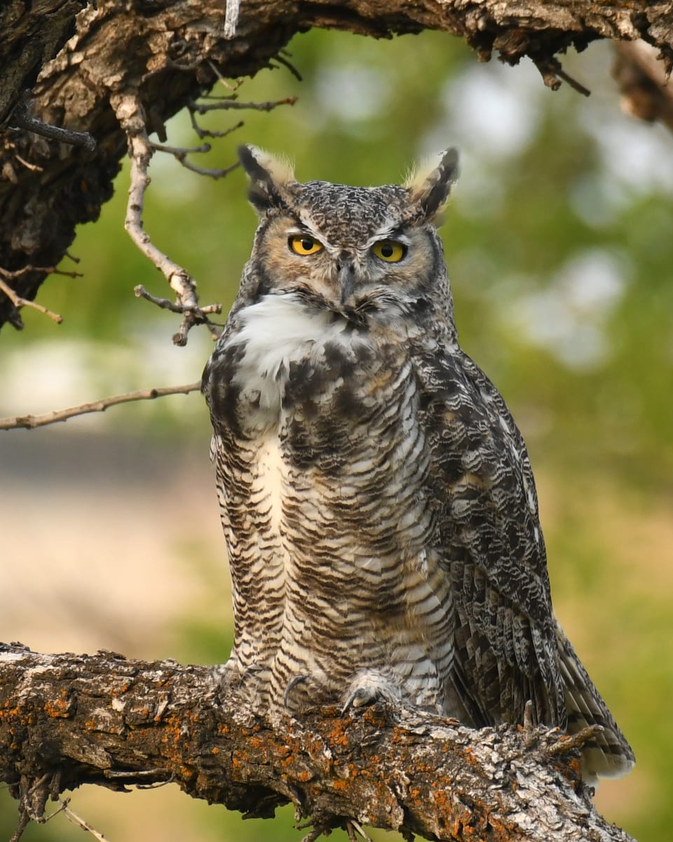 Great Horned Owl by Bob Wilson 