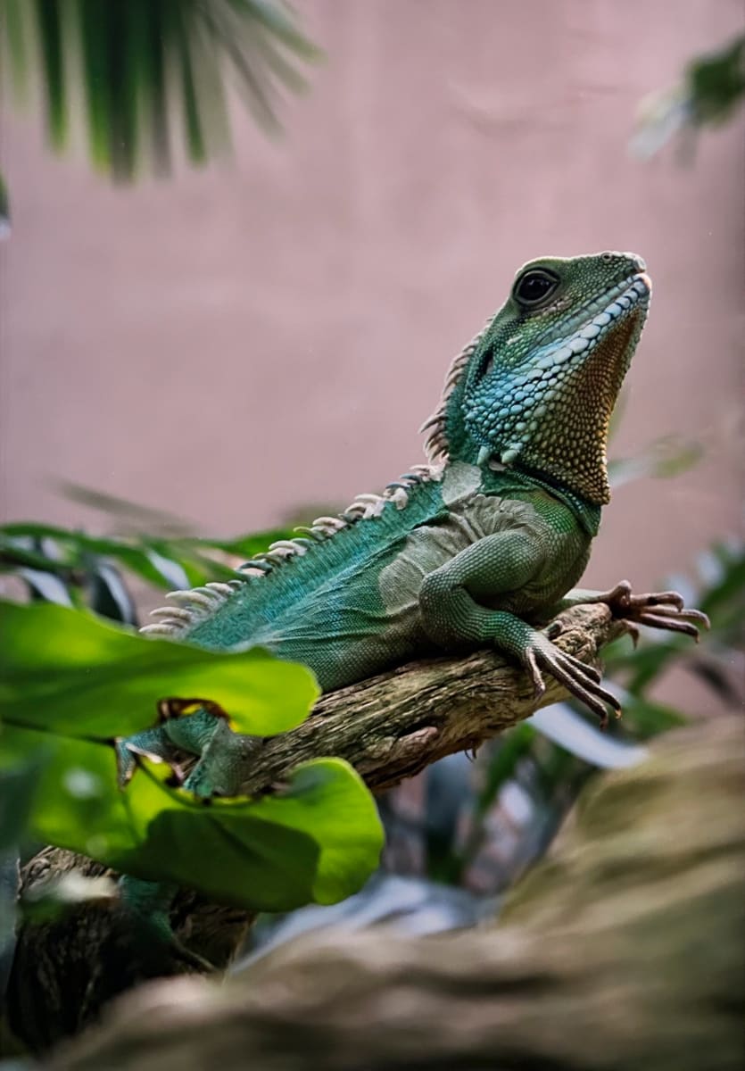 Physignathus Cocincinus by Gunner Ramsey 