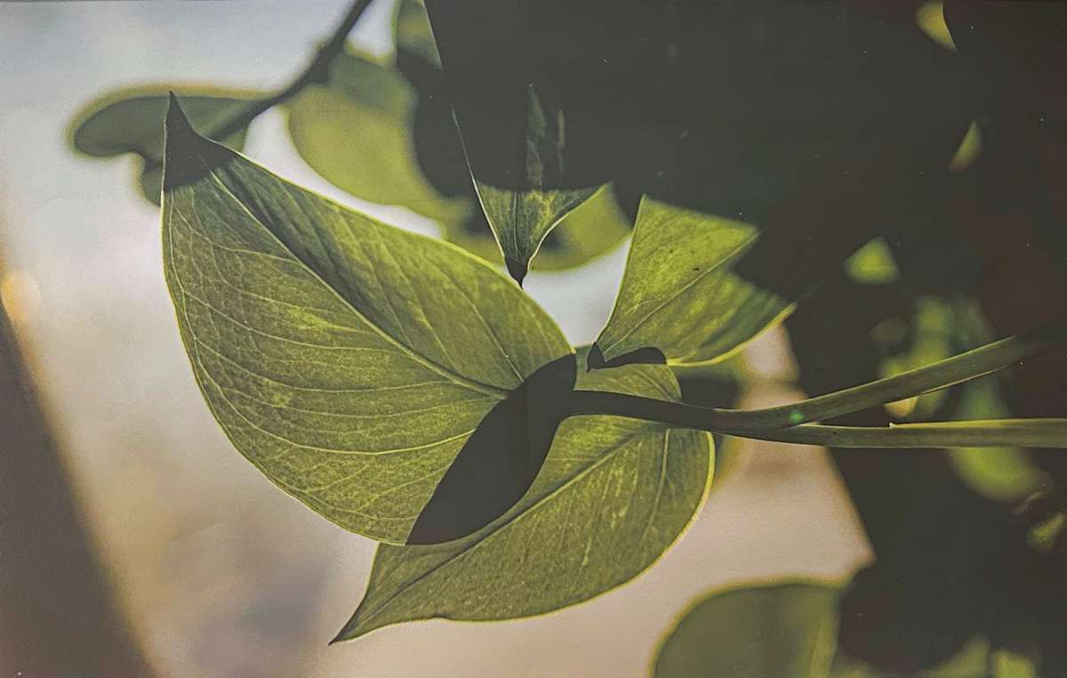 Light Through The Vines by Brooke Lammie 