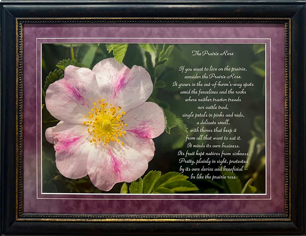 The Prairie Rose by Poetry by Bruce Roseland - Photography by Susan Melius 