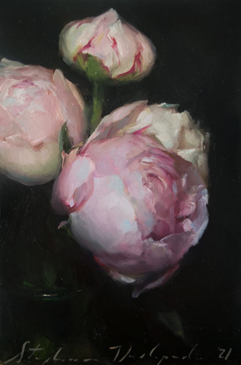 Pink Peonies by Stephanie Deshpande 