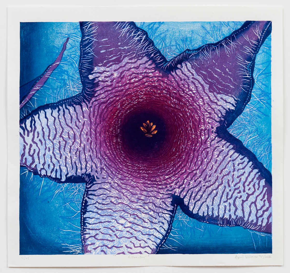 Attractor (ed 25) by April Vollmer  Image: fly pollinated stapelia flower