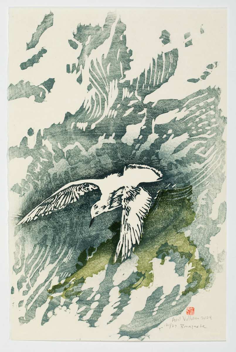Bonaparte I for Baren Exchange (ed 27) by April Vollmer  Image: Bonaparte's gull swooping for fish