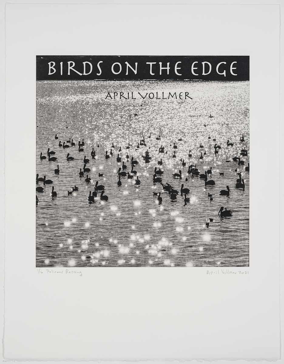 Birds on the Edge: Pelicans Resting by April Vollmer  Image: pelicans floating on the water, title page not used