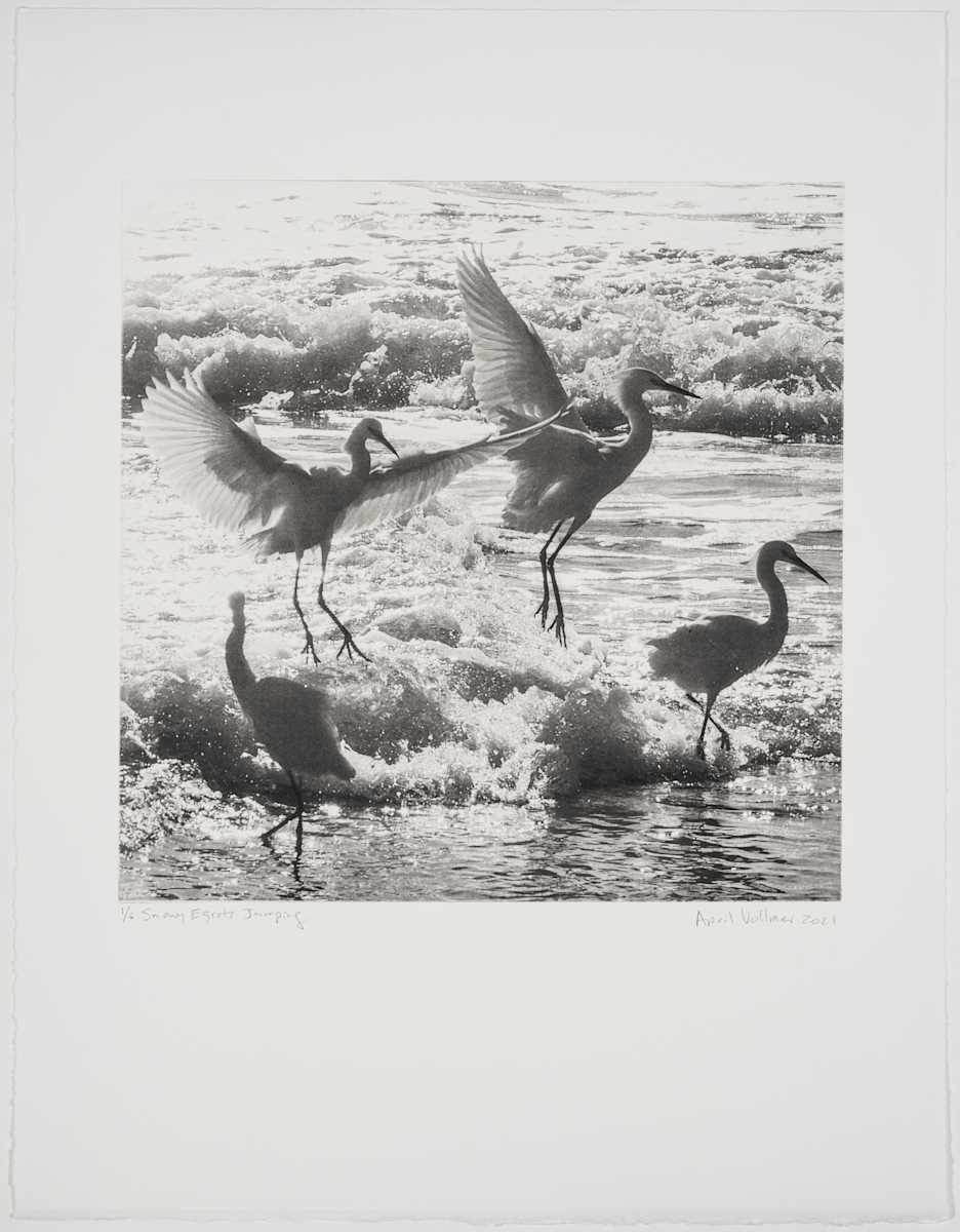 Birds on the Edge: Snowy Egrets Jumping by April Vollmer  Image: Snowy Egrets jumping in the surf catching sand crabs