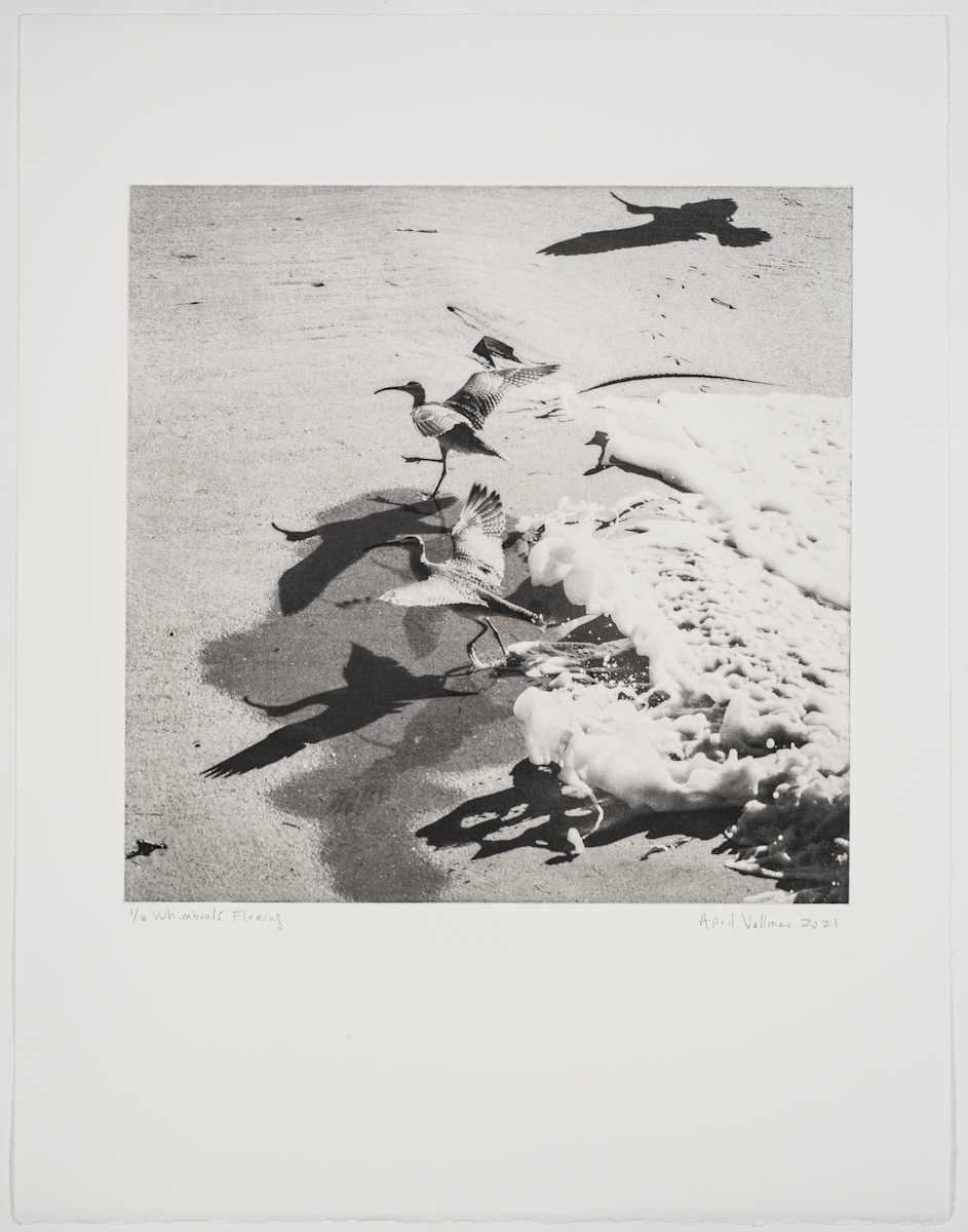 Birds on the Edge: Whimbrels Fleeing by April Vollmer  Image: whimbrels fleeing a wave with reflections and shadows