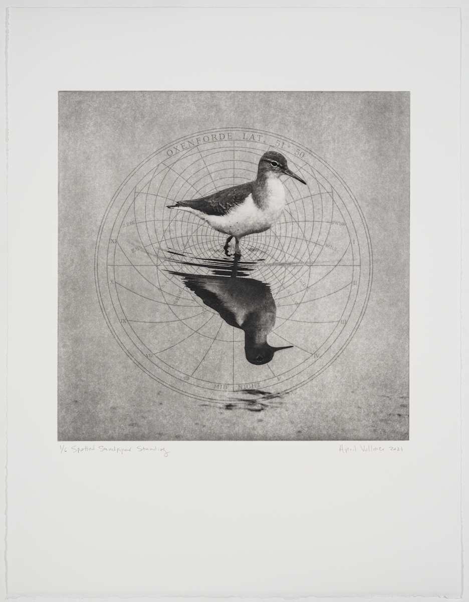 Birds on the Edge: Spotted Sandpiper Standing by April Vollmer  Image: Spotted sandpiper with its reflection centered on geometry of Archimedes' astrolabe