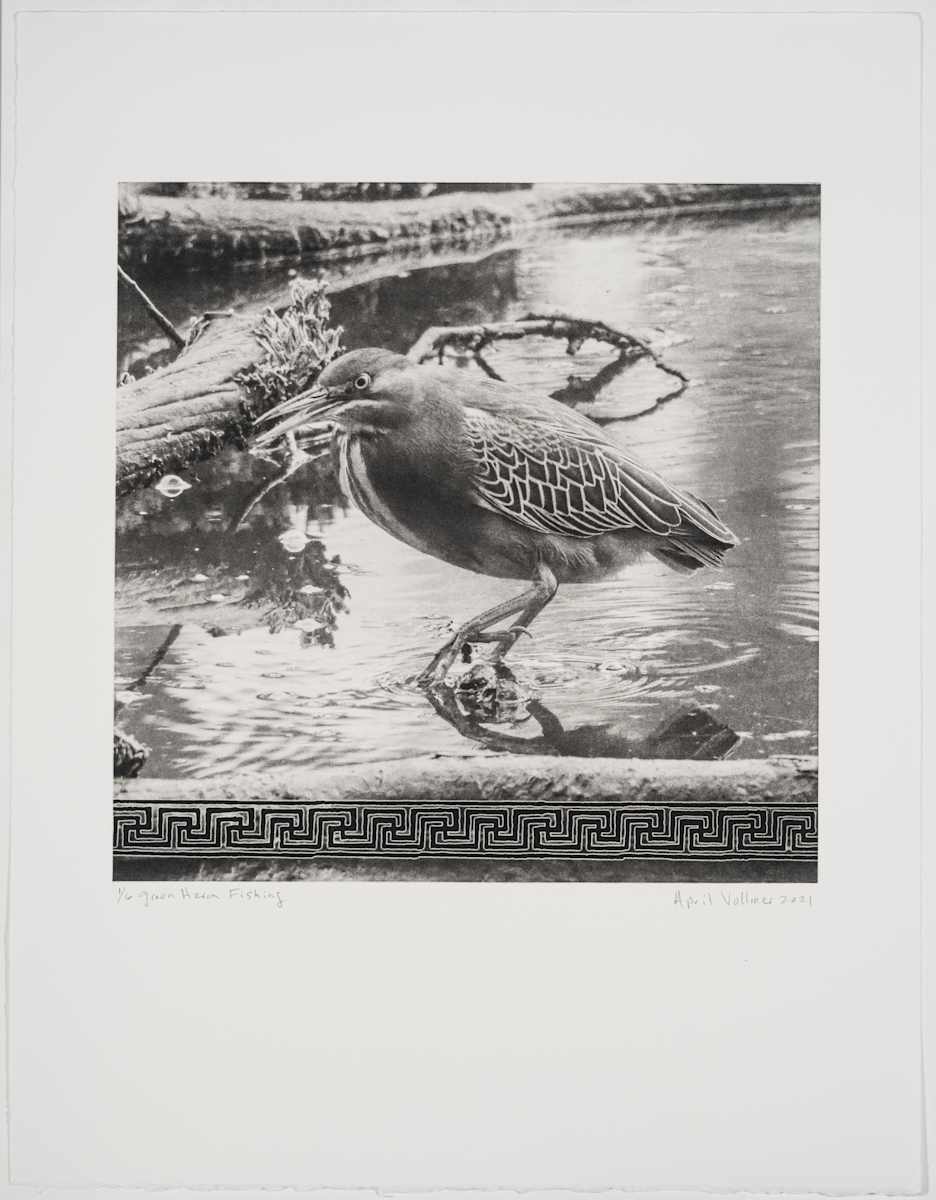 Birds on the Edge: Green Heron Fishing by April Vollmer  Image: green heron with reflections and Greek fret patterns 