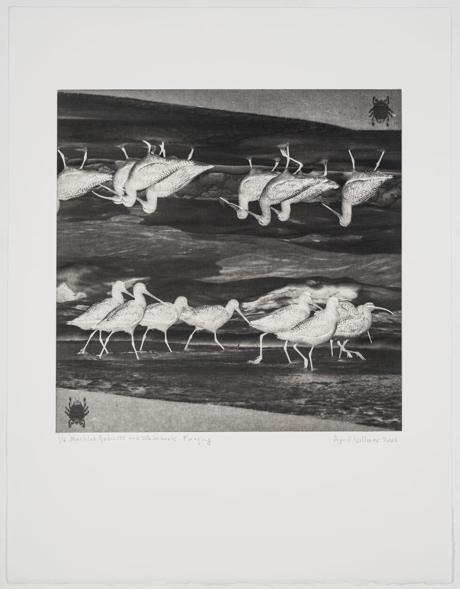 Birds on the Edge: Marbled Godwits and Whimbrels Foraging by April Vollmer  Image: negative image of birds at the shore, with the sand crabs they eat