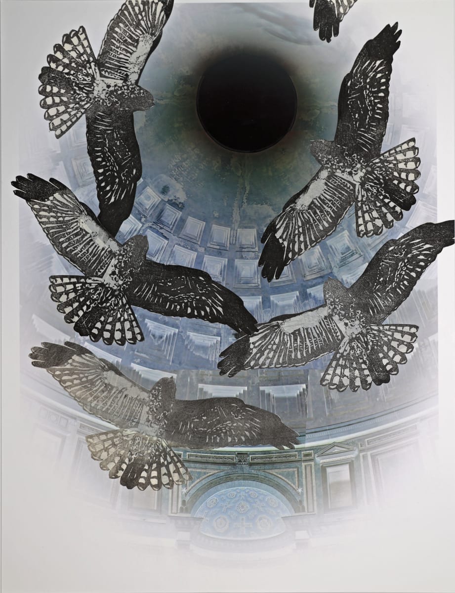 Six White-tailed Kites in the Pantheon, Rome by April Vollmer 
