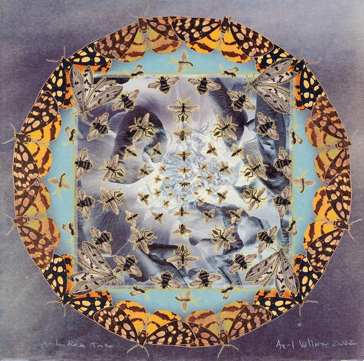 Black Rose Tantra by April Vollmer  Image: inverted rose surrounded by moths, printed on Yamaguchi washi by Silicon Gallery Fine Art Prints