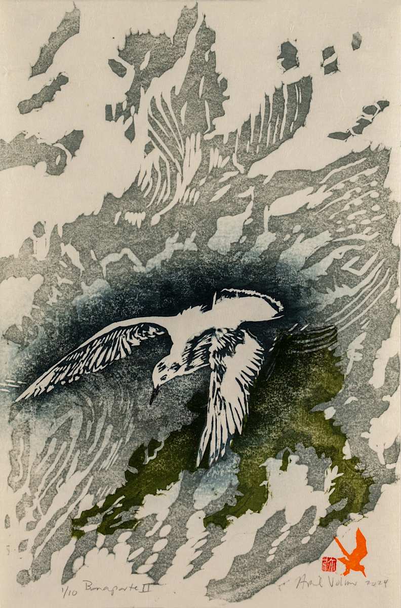 Bonaparte II (ed 10) by April Vollmer  Image: second version of Bonaparte, tern-like gull diving for fish at the wharf