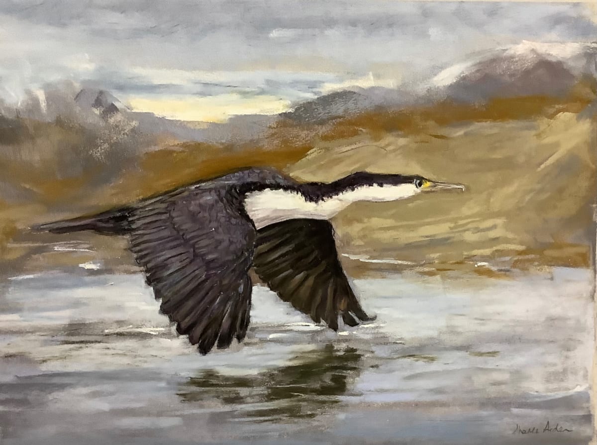 Koruhiruhi, Pied Shag by Sheree Arden 