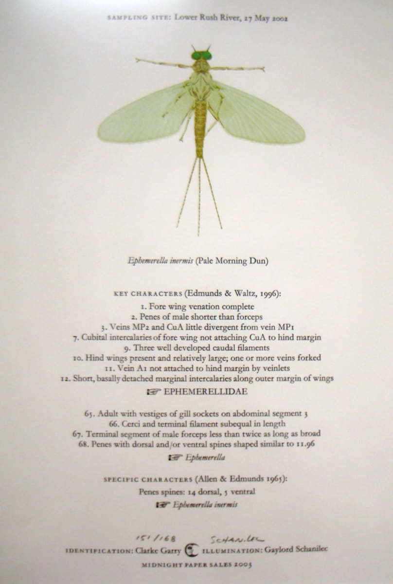 Ephemerella inermis by Gaylord Schanilec 