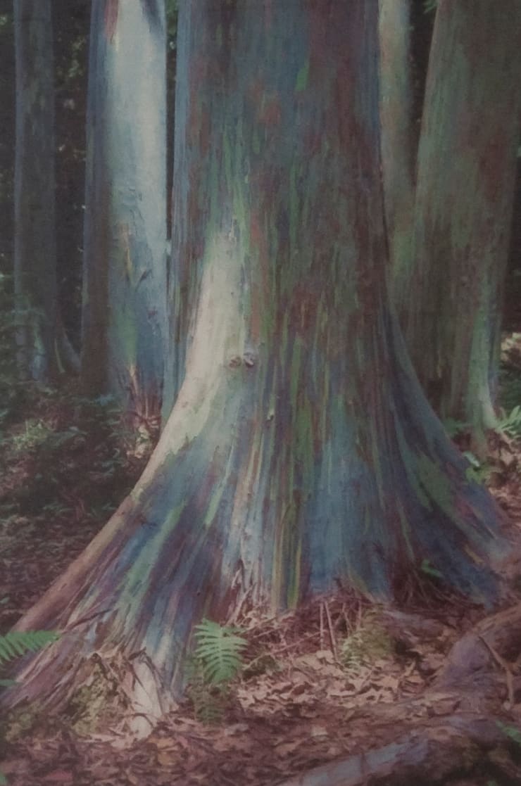 Tree Fingers by Lynn Estomin 