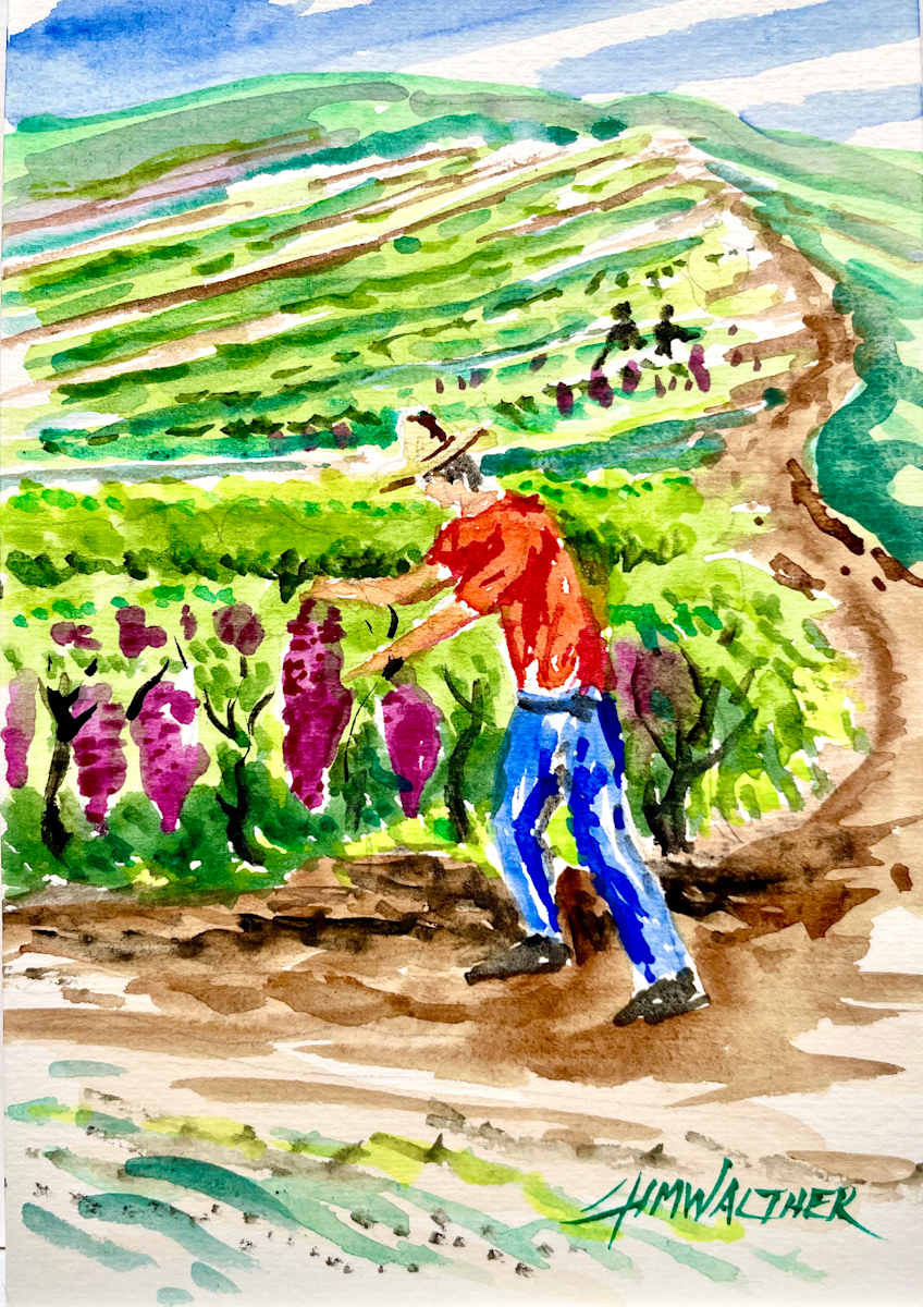 Harvesting the last Grapes by Jim Walther  Image: I painted this fellow, one of a group that were gathering in the late fall harvest of grapes used for Asti Spumante and other fine Piemonte wines. Near La Villa Hotel in Mombaruzzo, Italy.