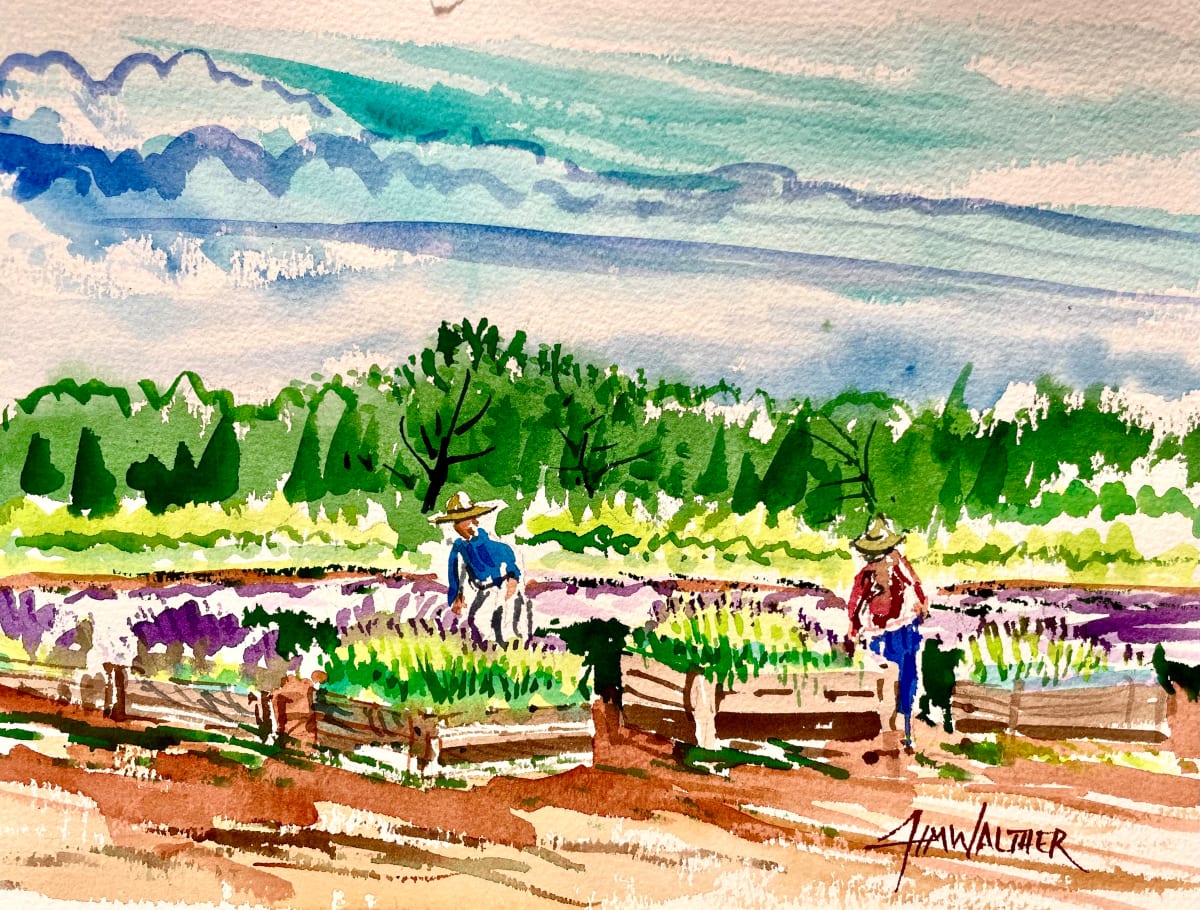 The Raised Beds by Jim Walther  Image: Workers tending young buena vista lavender plants