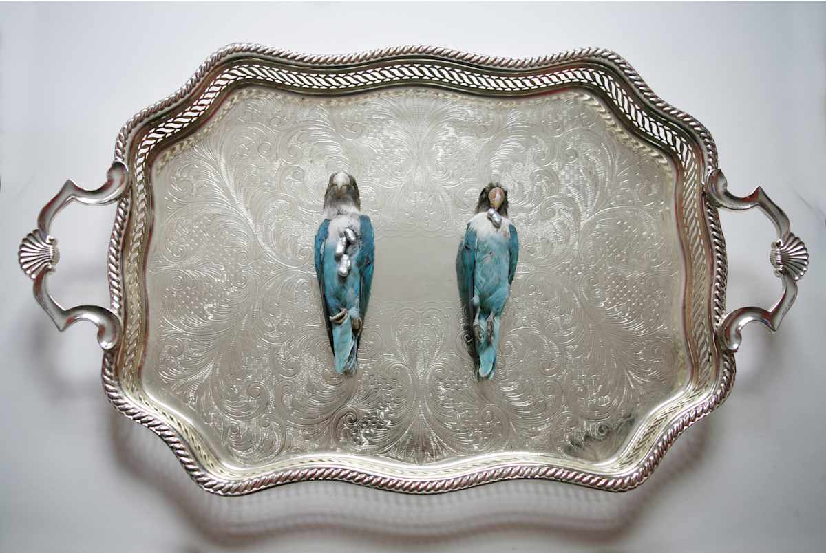 Lovebirds by kelly mccallum 