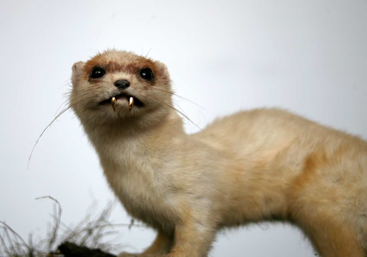 Untitled (stoat) by kelly mccallum 