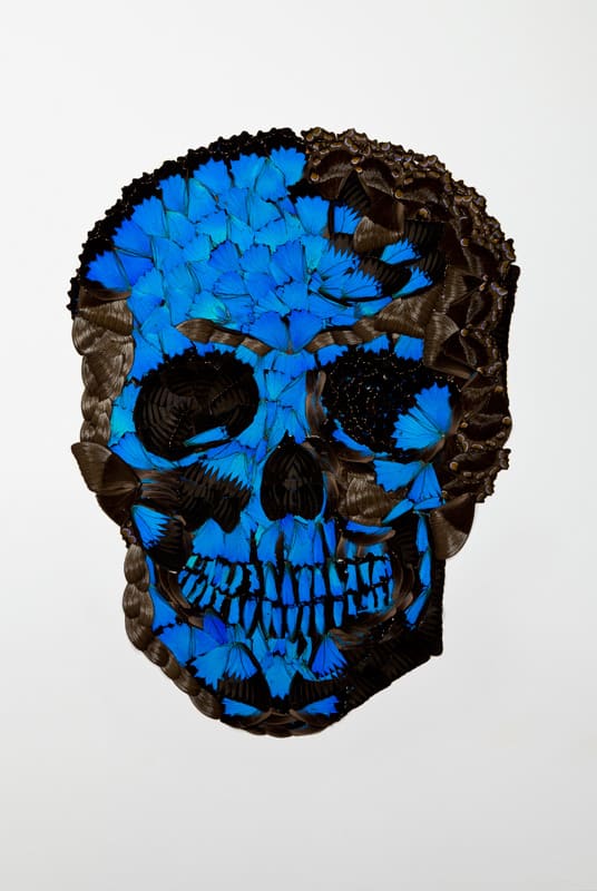 Butterfly Scull 1 by kelly mccallum 