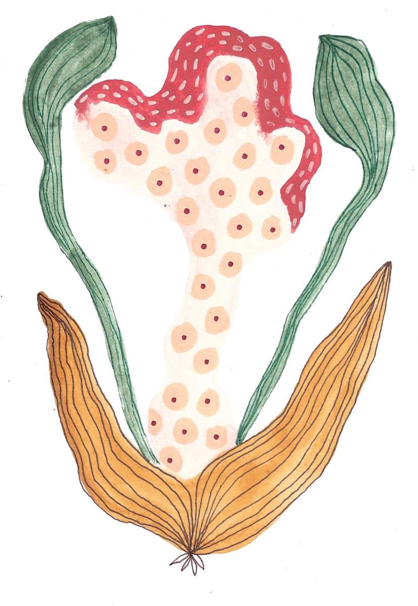 Seed Pod by kelly mccallum 