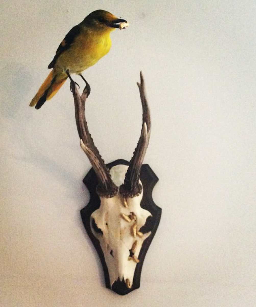 untitled (Bird and Skull) by kelly mccallum 