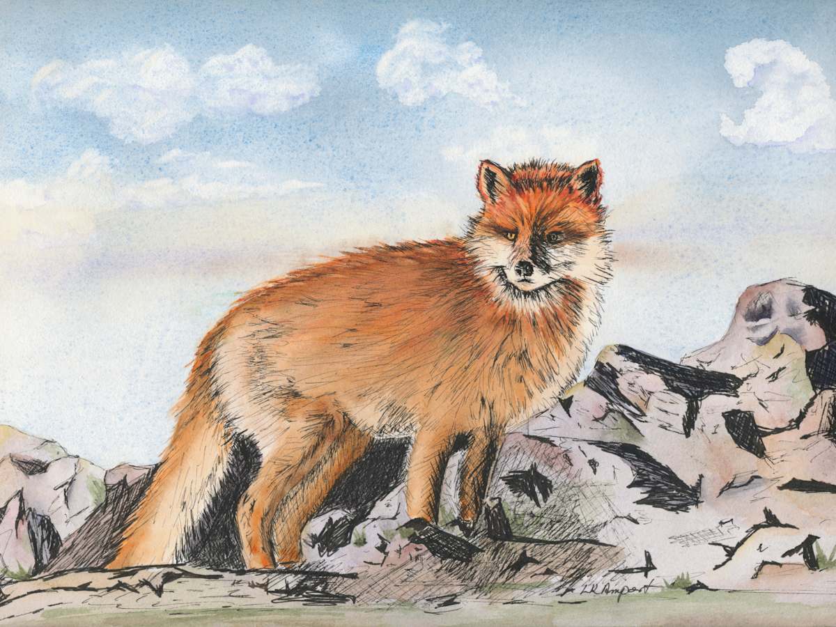 Fox by Lisa Amport  Image: This Fox is an Ink and watercolor on paper. It is unframed but will fit in a standard  sized frame or mat.  