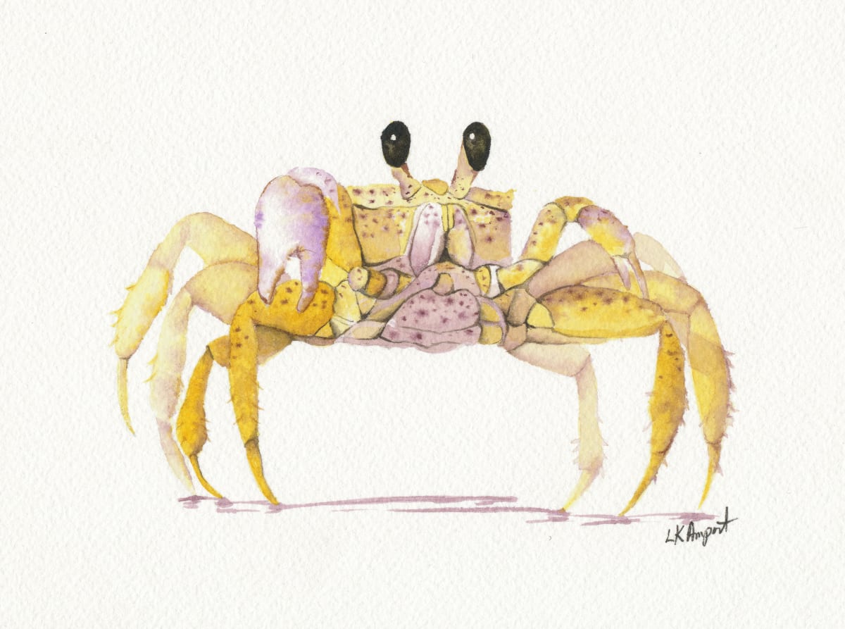 Crab by Lisa Amport 