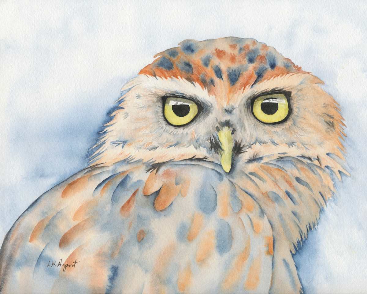Blue Burrowing Owl by Lisa Amport 